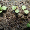 Skullcap, Helmet (Scutellaria integrifolia), packet of 10 seeds - Image 4