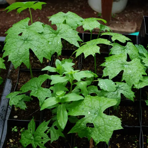Mayapple, American Live root (Podophyllum peltatum), Organic - Image 3