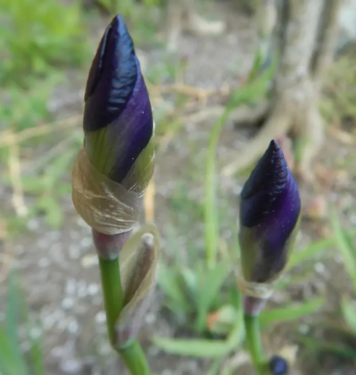 Iris, Illyrian (Iris illyrica), potted plant, Organic - Image 2