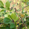 Cherry, Wild Virginia Chokecherry (Prunus virginiana), potted plant, organic - Image 2