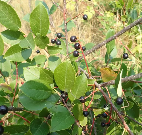 Cherry, Wild Virginia Chokecherry (Prunus virginiana), potted plant, organic - Image 2