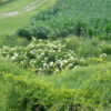 Elderberry, American Black (Sambucus canadensis) packet of 50 seeds - Image 3