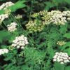 Fang-feng (Saposhnikovia divaricata), potted plant, organic