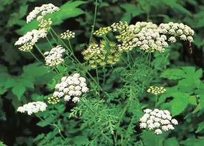 Fang-feng (Saposhnikovia divaricata), potted plant, organic