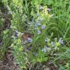 Skullcap, Helmet (Scutellaria integrifolia), packet of 10 seeds - Image 5