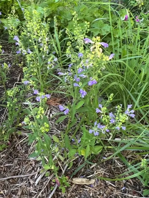 Skullcap, Helmet (Scutellaria integrifolia), packet of 30 seeds - Image 5
