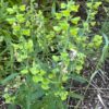 Skullcap, Helmet (Scutellaria integrifolia), packet of 10 seeds - Image 6