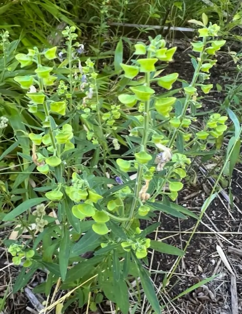 Skullcap, Helmet (Scutellaria integrifolia), packet of 30 seeds - Image 6