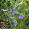 Skullcap, Helmet (Scutellaria integrifolia), packet of 10 seeds