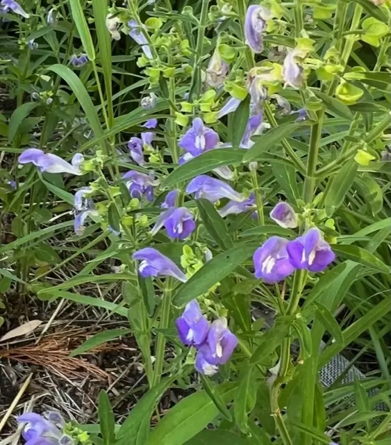 Skullcap, Helmet (Scutellaria integrifolia), packet of 30 seeds