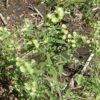 Skullcap, Helmet (Scutellaria integrifolia), packet of 10 seeds - Image 3