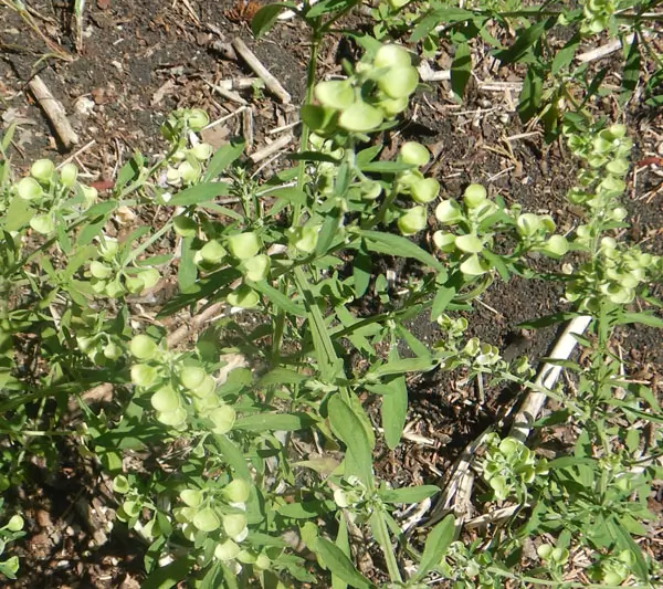 Skullcap, Helmet (Scutellaria integrifolia), packet of 30 seeds - Image 3