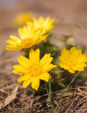 Spring Adonis (Adonis vernalis) flowers
