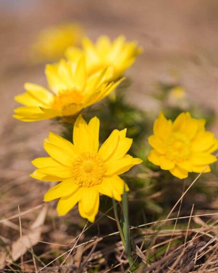 Spring Adonis (Adonis vernalis) flowers