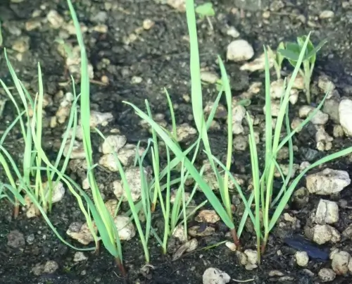 Grass, Sweetgrass (Hierochloe odorata), packet of 20 seeds - Image 4