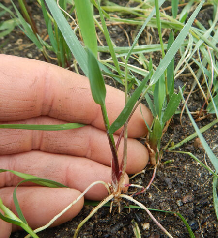 Grass, Sweetgrass (Hierochloe odorata), packet of 20 seeds