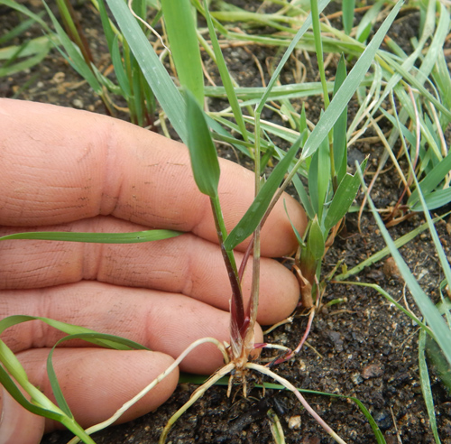 Grass, Sweetgrass (Hierochloe odorata), packet of 20 seeds