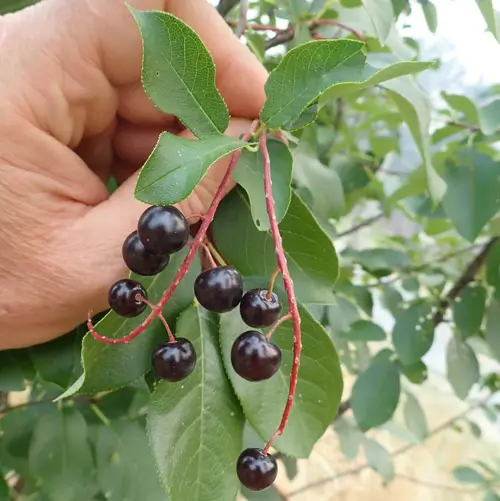 Cherry, Wild Virginia Chokecherry (Prunus virginiana), potted plant, organic