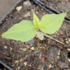 Cherry, Wild Virginia Chokecherry (Prunus virginiana), potted plant, organic - Image 5