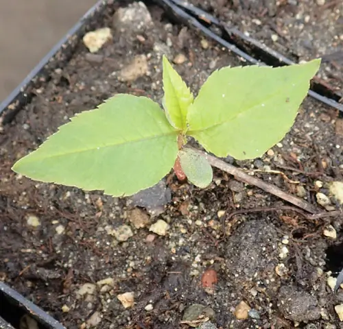 Cherry, Wild Virginia Chokecherry (Prunus virginiana), potted plant, organic - Image 5