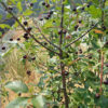 Cherry, Wild Virginia Chokecherry (Prunus virginiana), potted plant, organic - Image 3