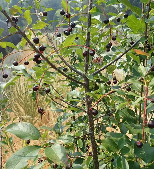 Cherry, Wild Virginia Chokecherry (Prunus virginiana), potted plant, organic - Image 3