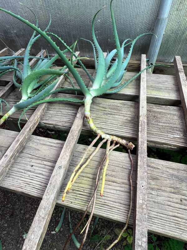 Aloe arborescens (Aloe arborescens) plant, gallon size, organic - Image 6