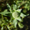 Mountain Beebalm (Monardella odoratissima), packet of 20 seeds - Image 7