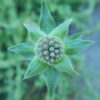 Mountain Beebalm (Monardella odoratissima), packet of 20 seeds