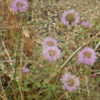 Mountain Beebalm (Monardella odoratissima), packet of 20 seeds - Image 4