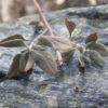Mountain Beebalm (Monardella odoratissima), packet of 20 seeds - Image 2