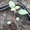 Mountain Beebalm (Monardella odoratissima), packet of 20 seeds - Image 3