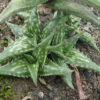 Aloe jucunda plant, organic - Image 6
