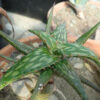 Aloe jucunda plant, organic - Image 2