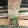 Aloe jucunda plant, organic - Image 4