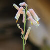 Aloe jucunda plant, organic - Image 3