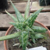 Aloe jucunda plant, organic - Image 5
