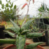 Aloe jucunda plant, organic