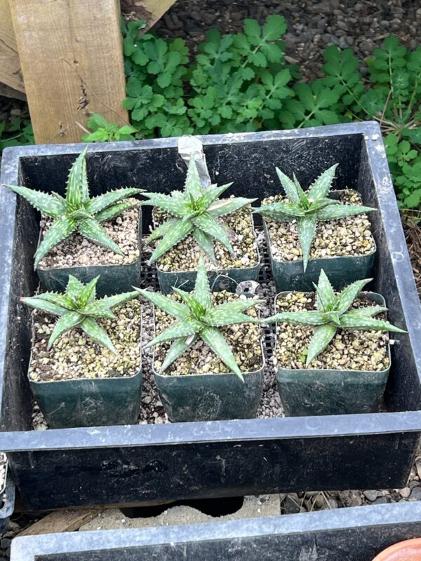 Aloe jucunda plant, organic - Image 7