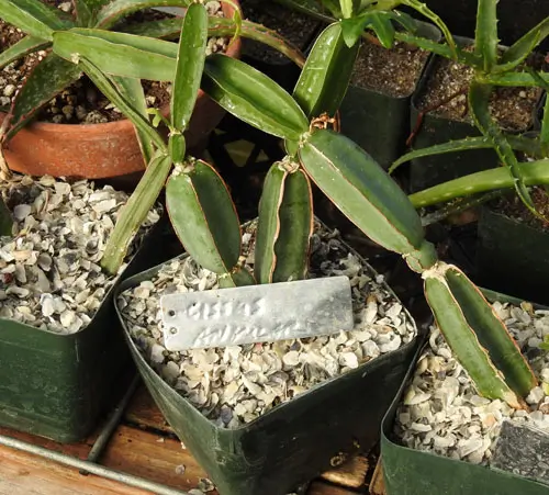 Bone Setter (Cissus quadrangularis) potted plant, organic - Image 2