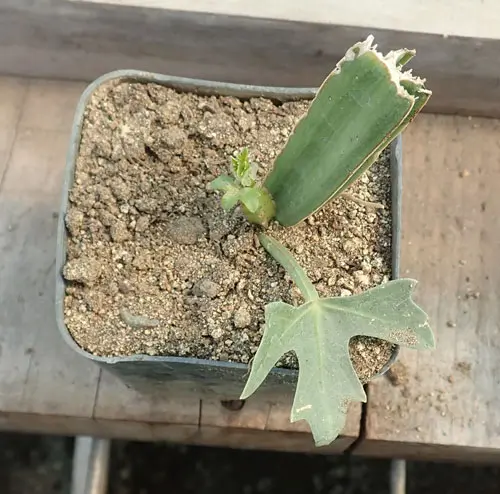 Bone Setter (Cissus quadrangularis) potted plant, organic - Image 3