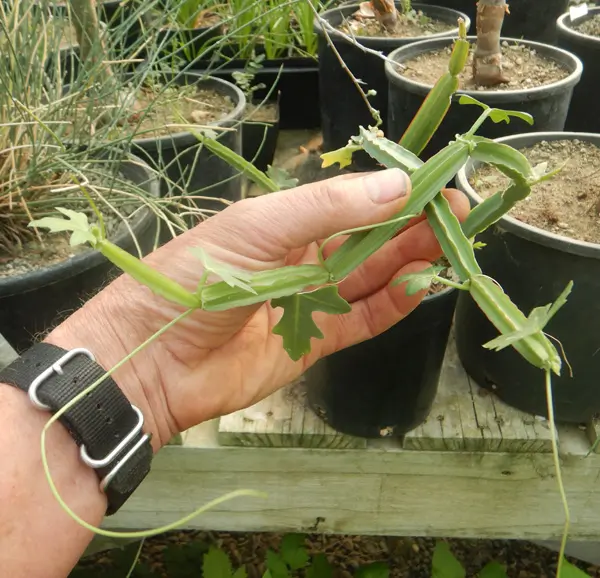 Bone Setter (Cissus quadrangularis) potted plant, organic