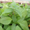 Cordia verbenacea (Erva Baleeira) potted shrub in a 9-inch pot, organic - Image 3
