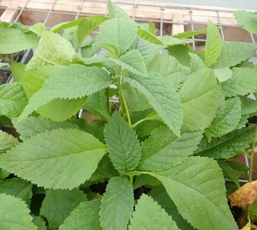 Cordia verbenacea (Erva Baleeira) potted shrub in a 9-inch pot, organic - Image 3