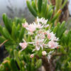 Jade Plant, Gumby (Crassula portulacea) plant, 1-gallon, organic - Image 3