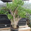 Jade Plant, Gumby (Crassula portulacea) plant, 1-gallon, organic