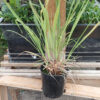 Grass, Lemongrass (Cymbopogon citratus), packet of 50 seeds - Image 2