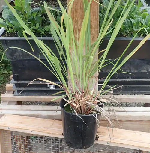 Grass, Lemongrass (Cymbopogon flexuosus), packet of 50 seeds - Image 2