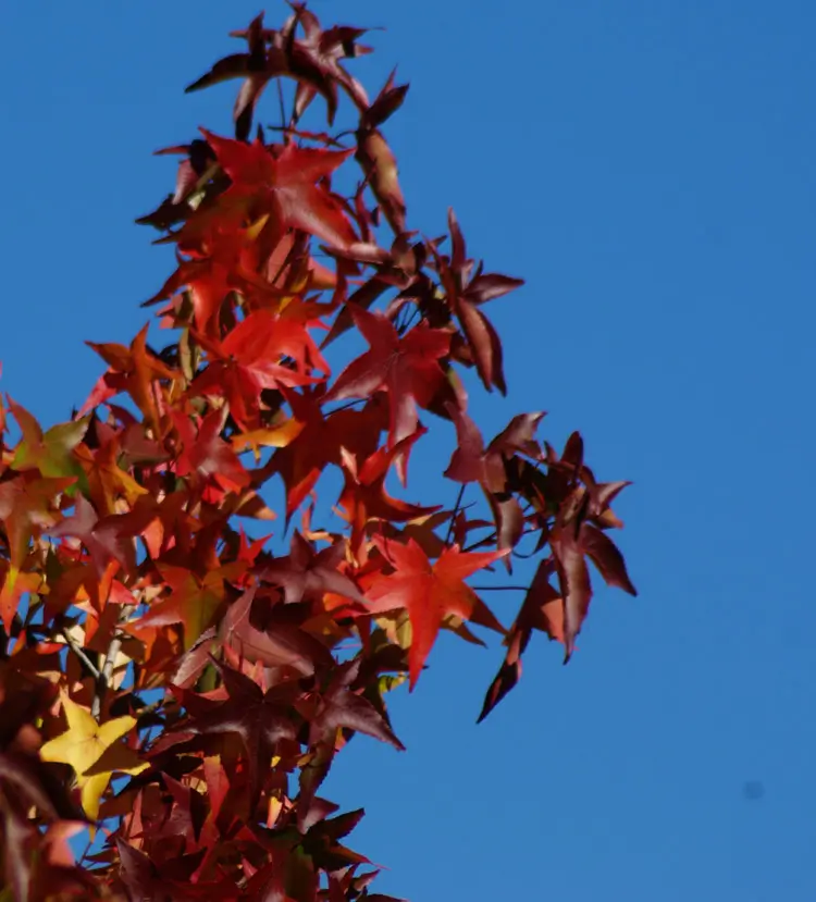 Sweet Gum Tree, American (Liquidambar styraciflua), packet of 100 seeds
