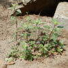 Mountain Beebalm (Monardella odoratissima), packet of 20 seeds - Image 5